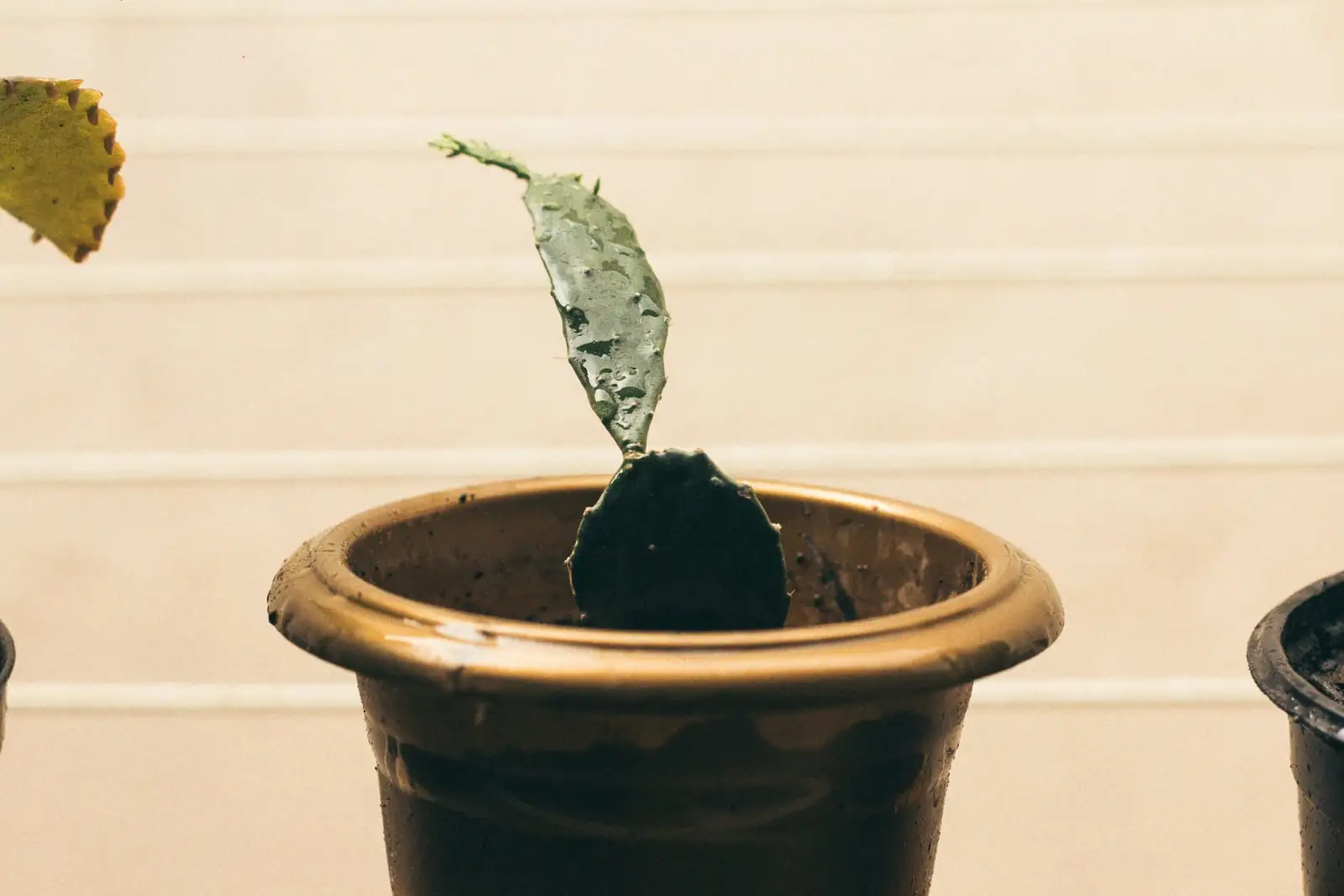 prickly pear cactus pad propagation