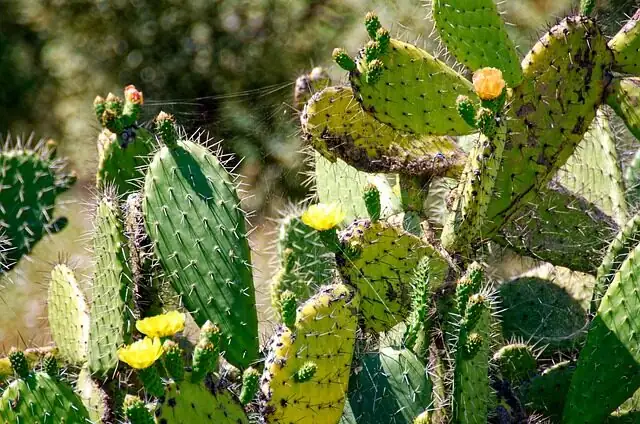 一片掌片變十盆：Opuntia dillenii 扦插、分株與播種的成功率提升術