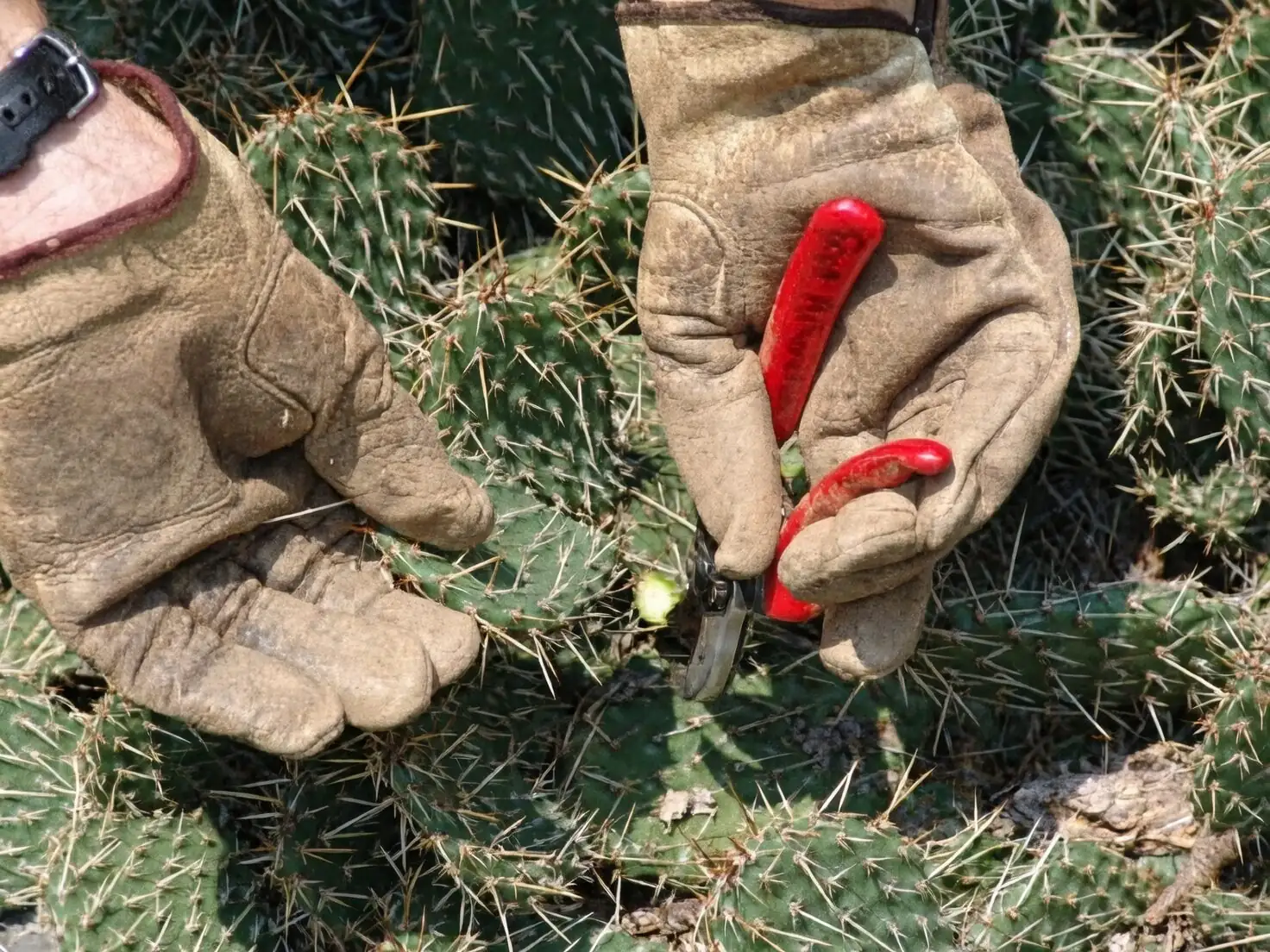 opuntia dillenii cutting with gloves