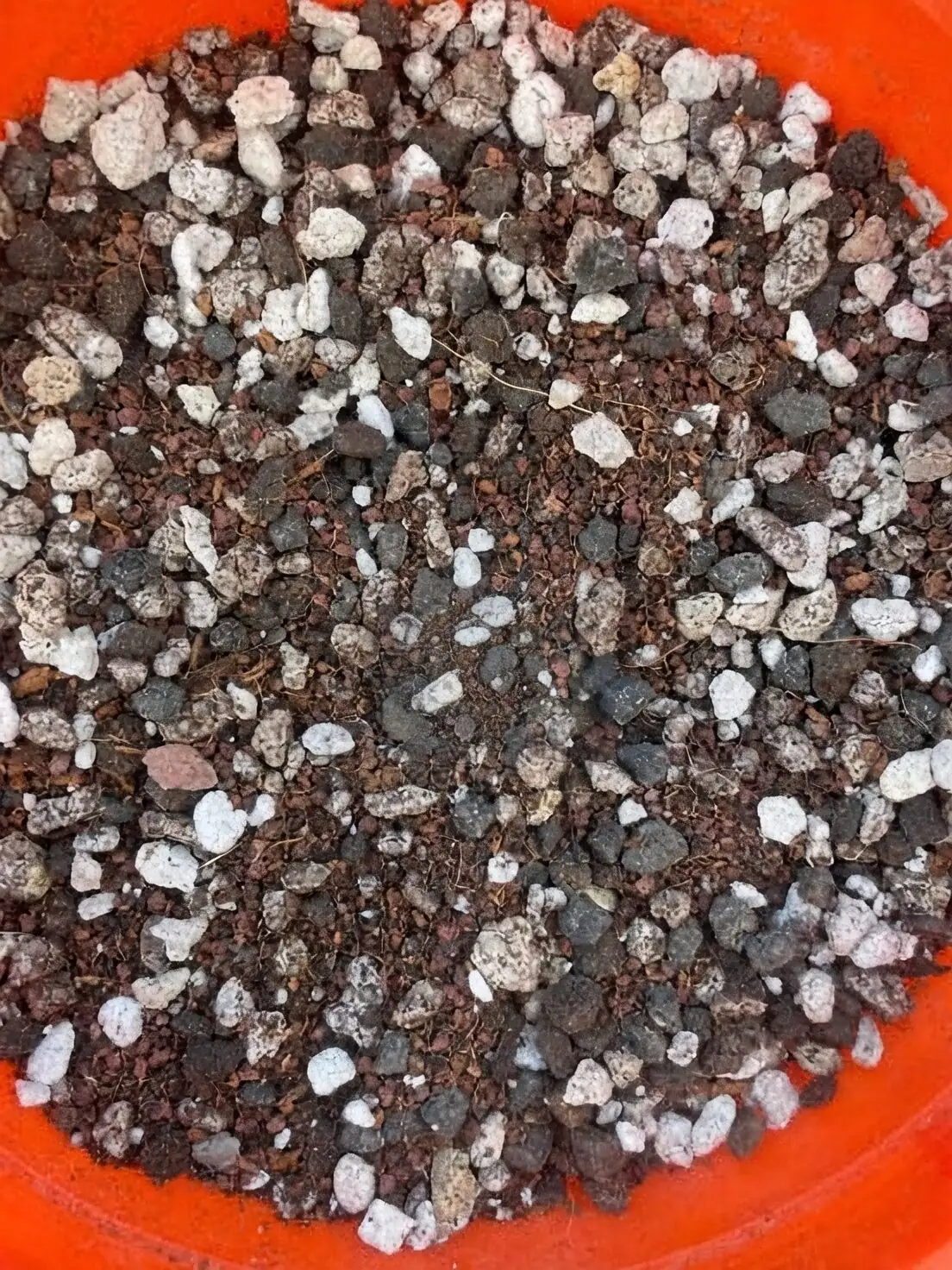 opuntia dillenii gritty soil mix