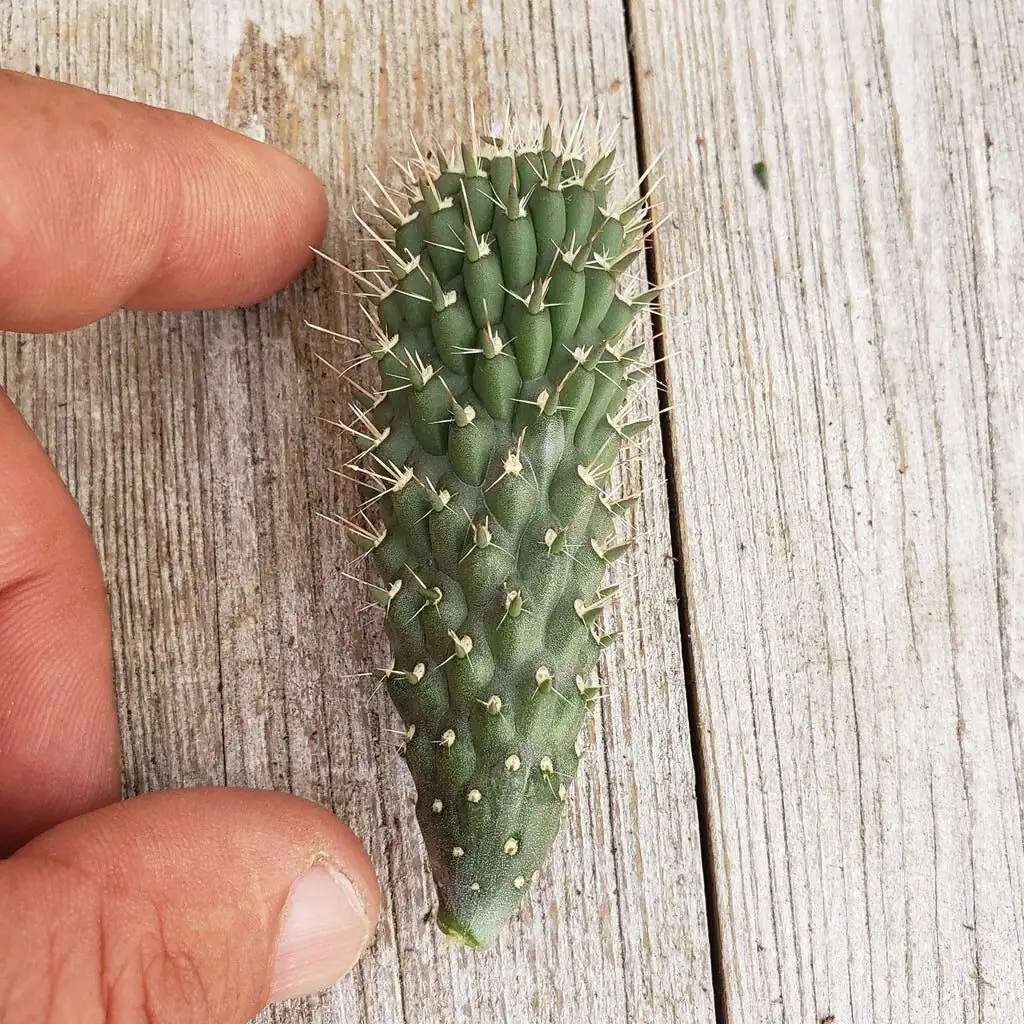 opuntia dillenii cutting callus close-up