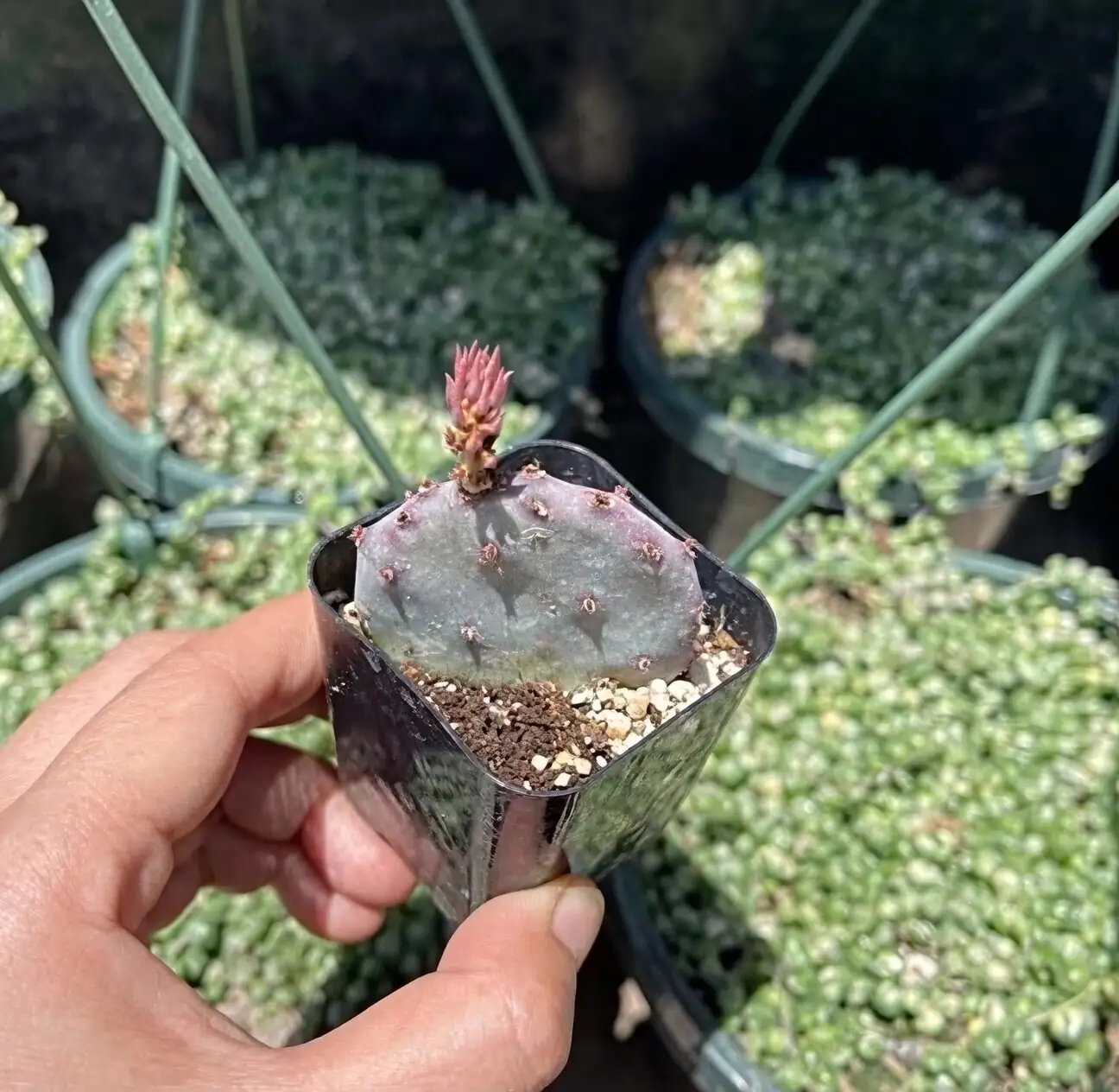 opuntia dillenii watering pot edge