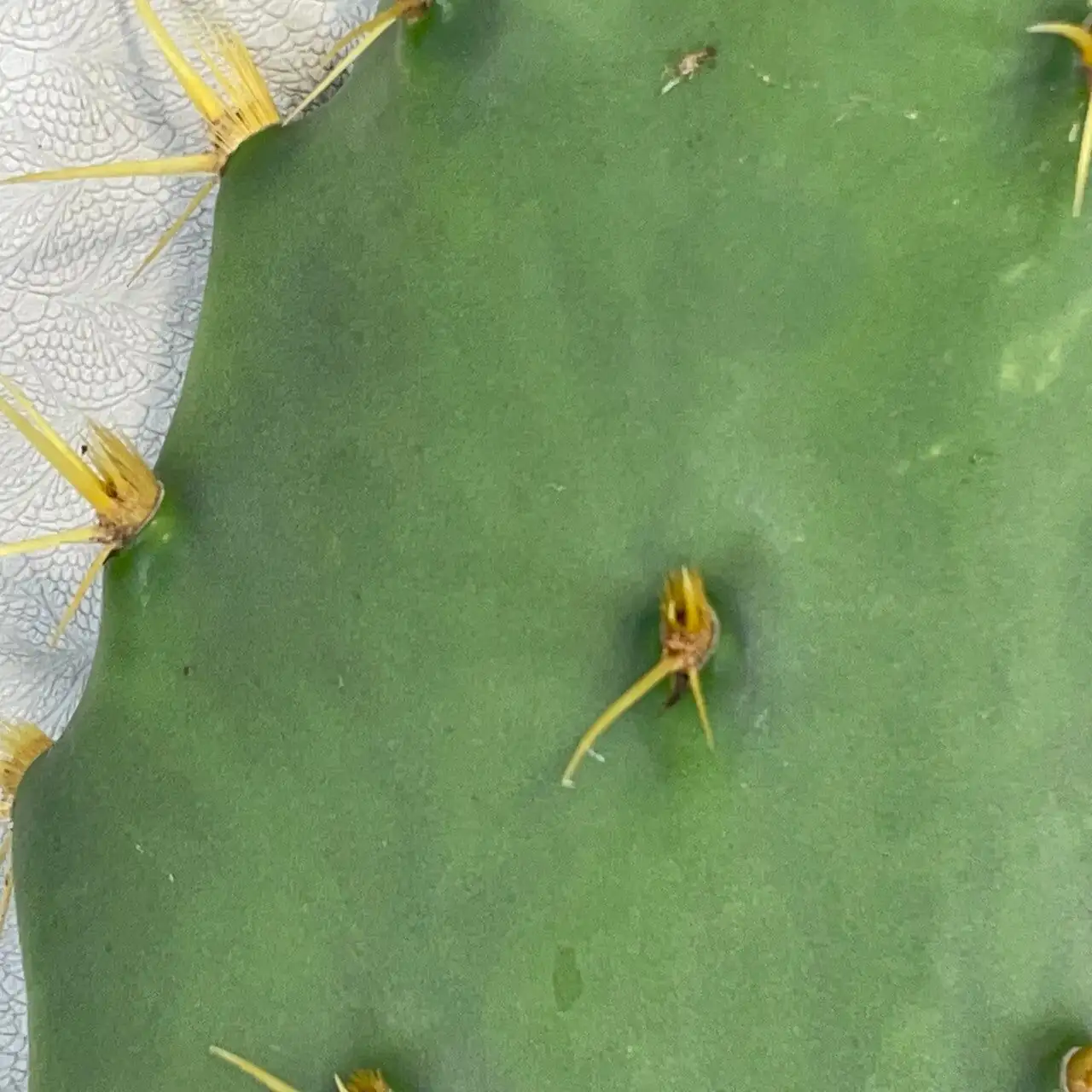 Opuntia dillenii pad spines close-up