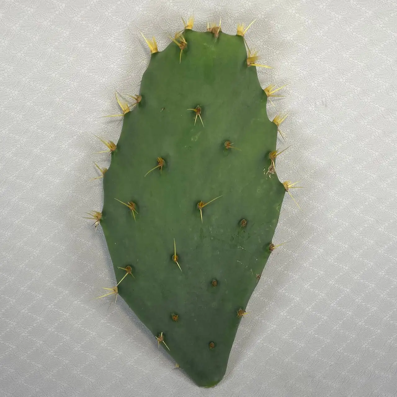 Opuntia dillenii dry creek stones