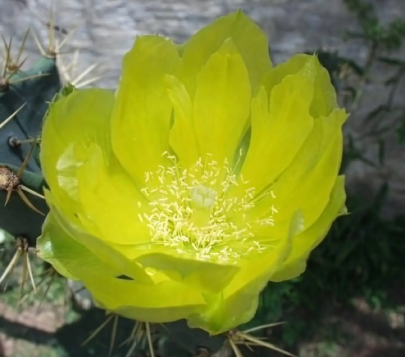 Opuntia dillenii sunlight shadow white sand
