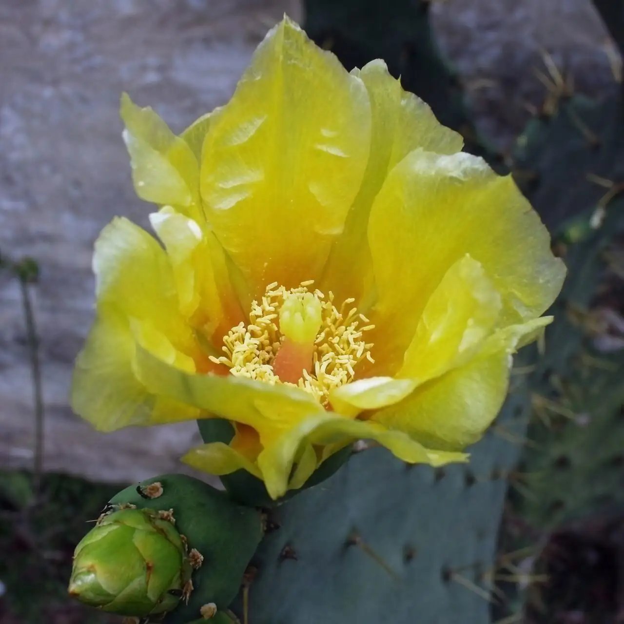 從仙人掌果到胭脂蟲：Opuntia 家族的食用與天然染色故事