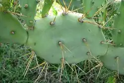 opuntia dillenii spines close-up
