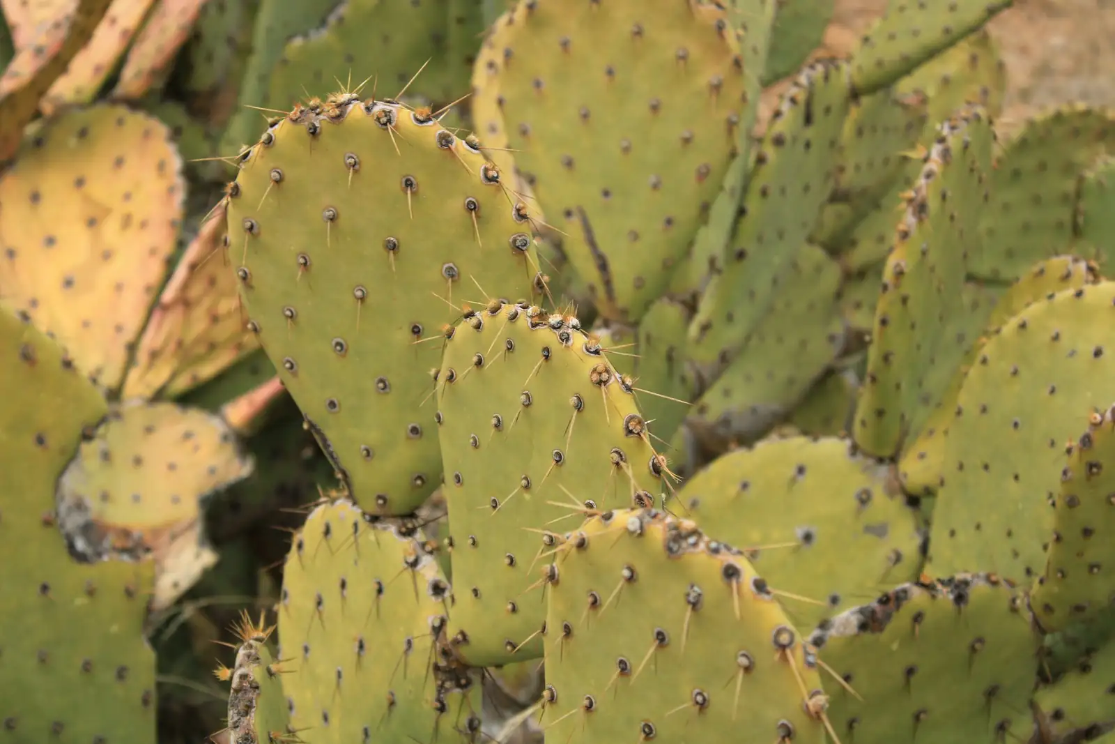 opuntia fruit despining torch