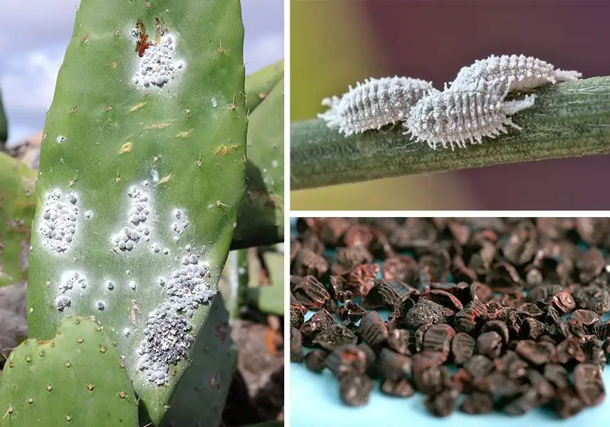 opuntia cochineal insects close-up