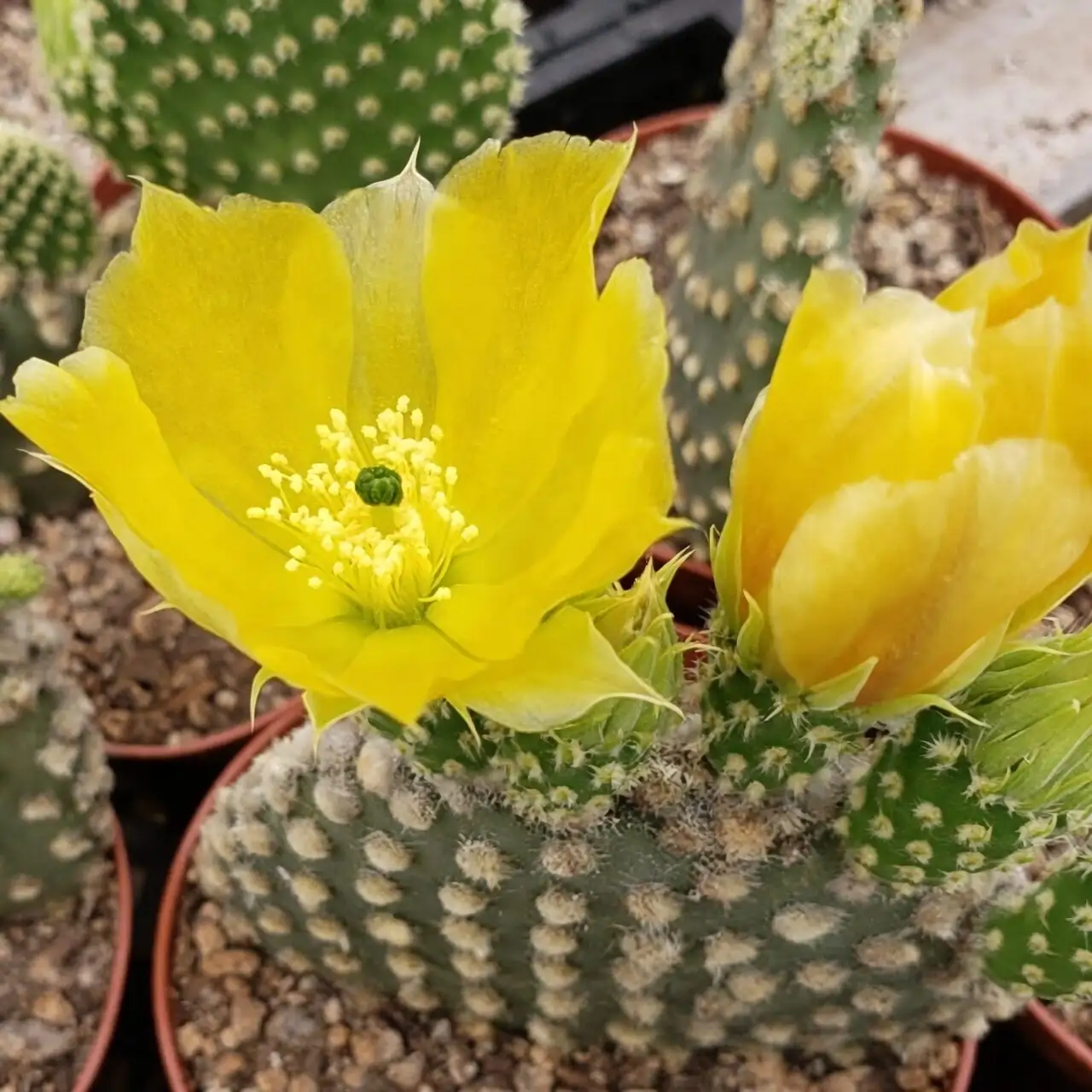 別讓它越獄！談 Opuntia dillenii 在部分地區的潛在入侵風險與負責任養護