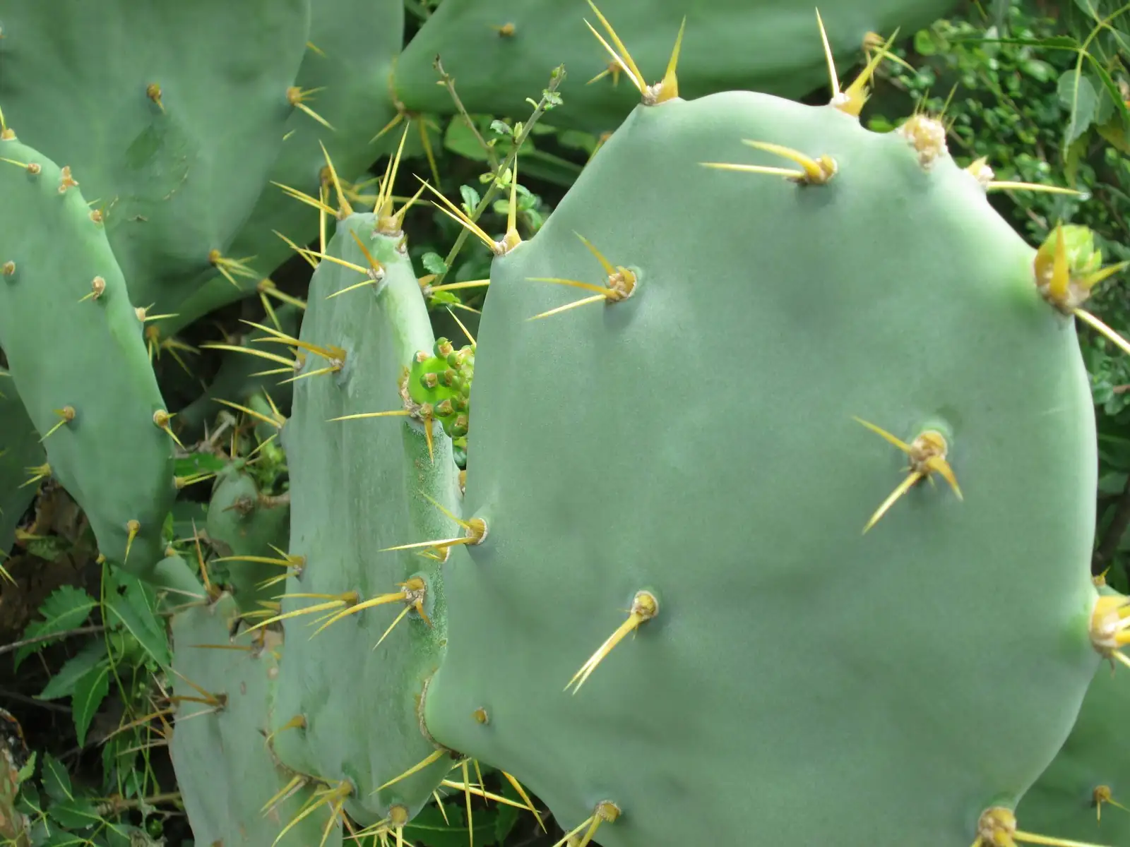 opuntia dillenii dense thicket roadside