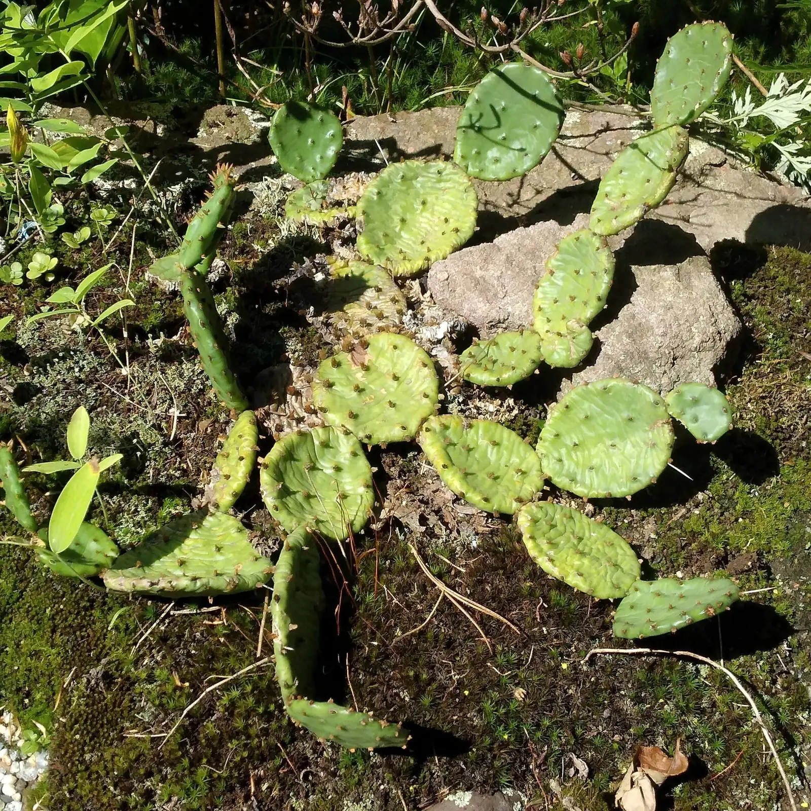 opuntia dillenii gloves bagging pads