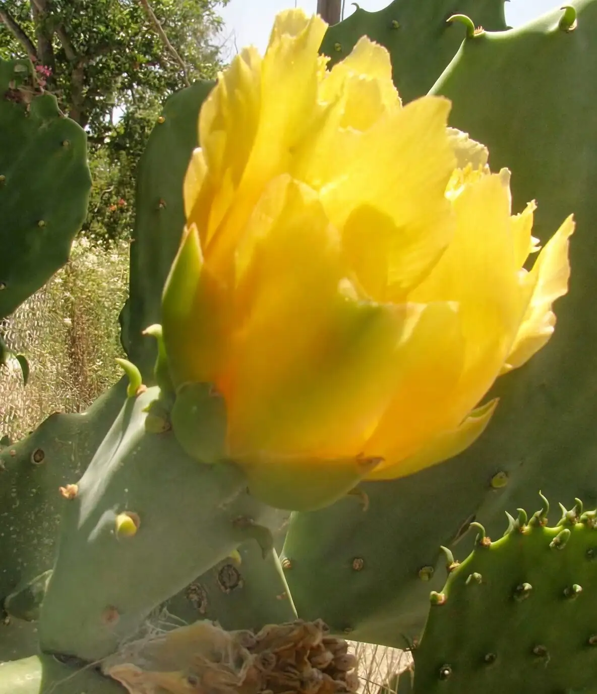 opuntia dillenii south window sunlight