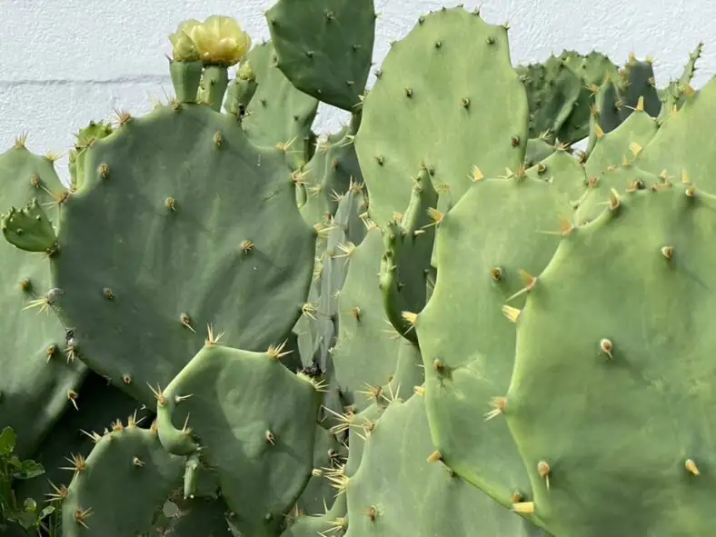 opuntia dillenii watering can