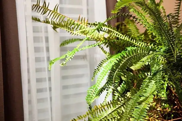 告别焦边！蕨类“湿润不积水”养护术：光、温、湿、土一次讲透
