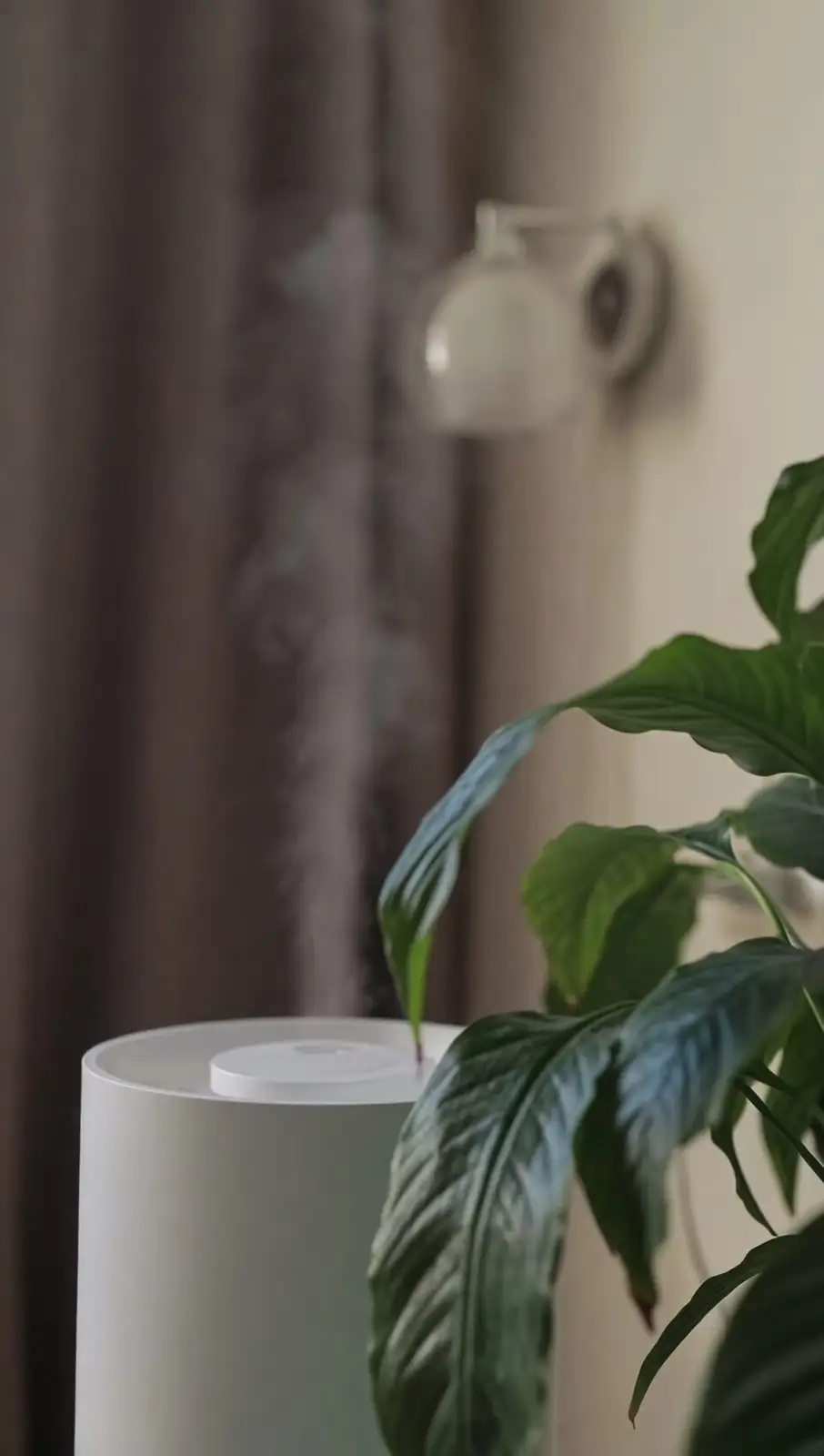 fern humidifier pebble tray