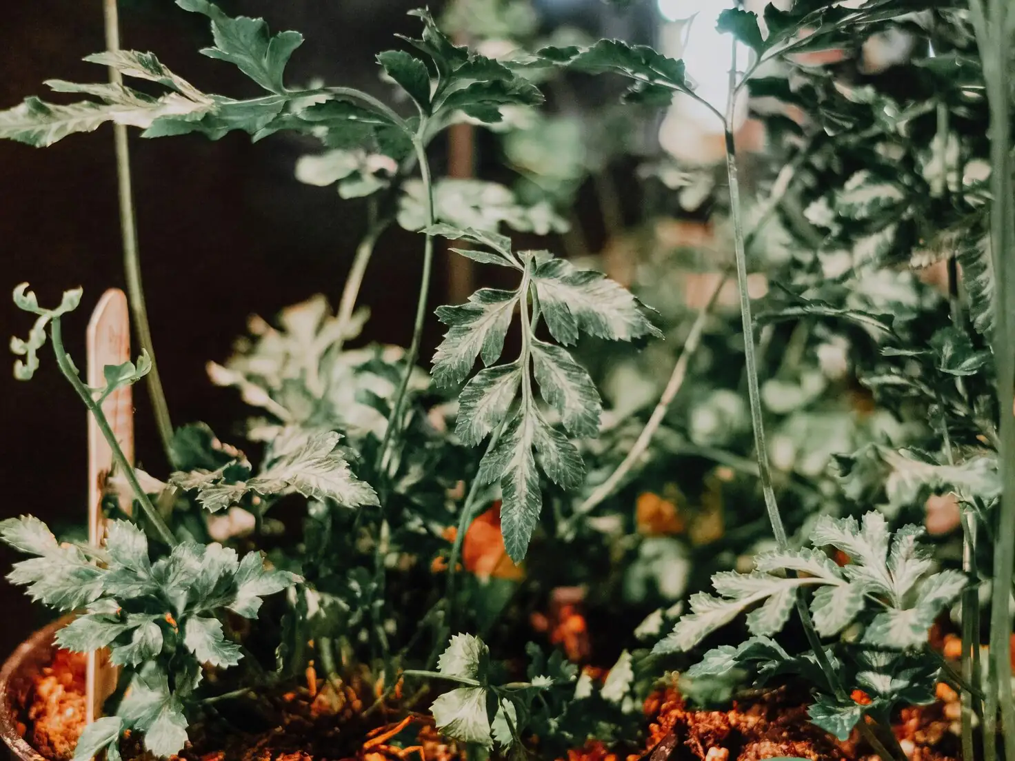 fern repotting potting mix