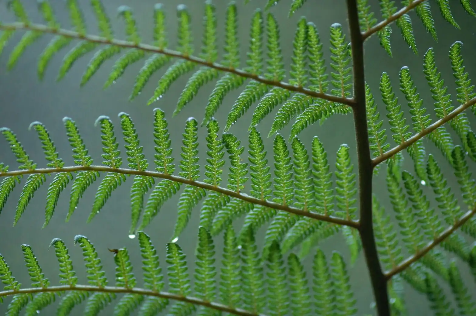 fern bottom watering drainage