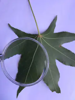 fern leaf underside magnifying glass