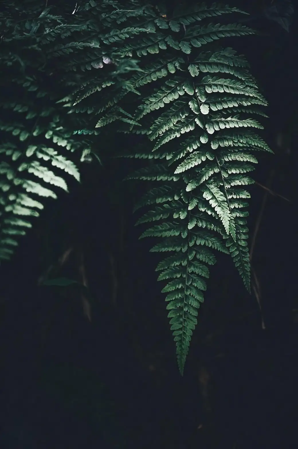 fern anthracnose leaf lesion close-up
