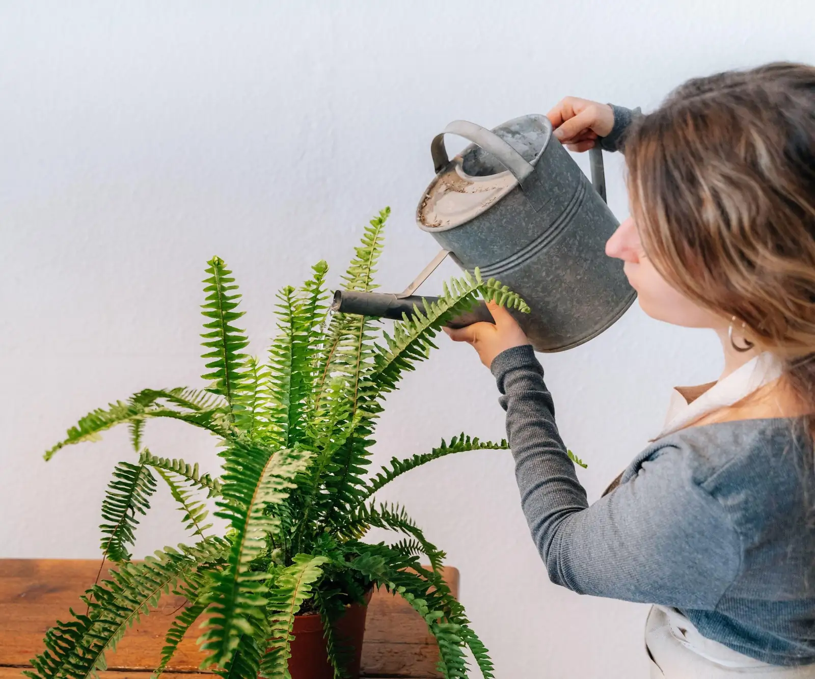 washing fern leaves soap water
