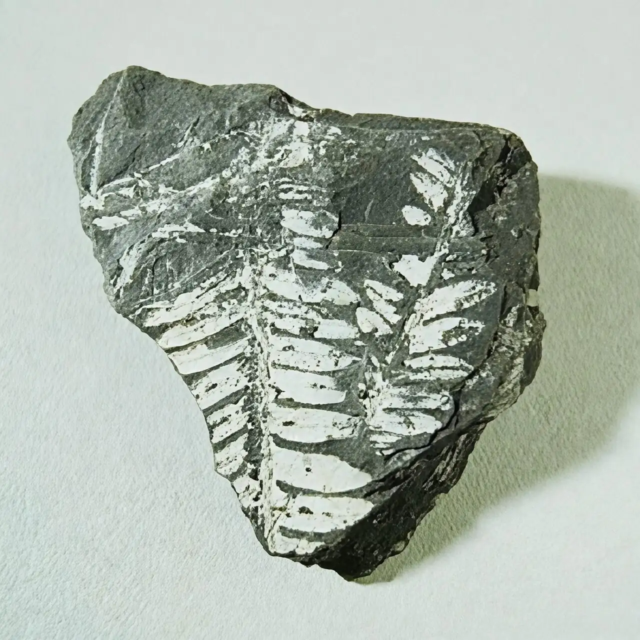 fern fossil leaf impression shale