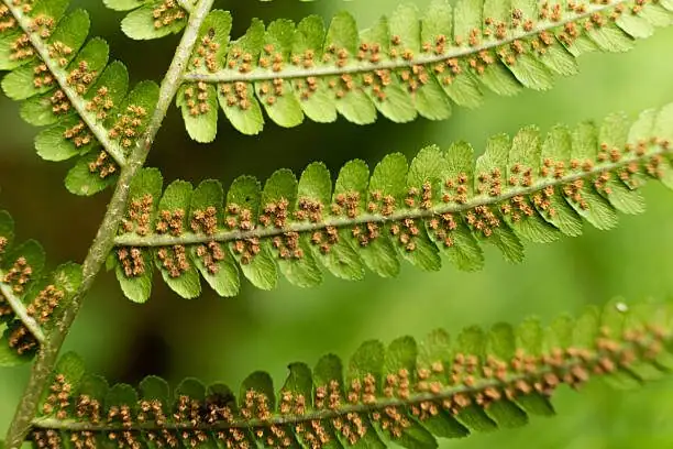fern sori underside macro detail