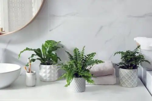 indoor fern bathroom natural light
