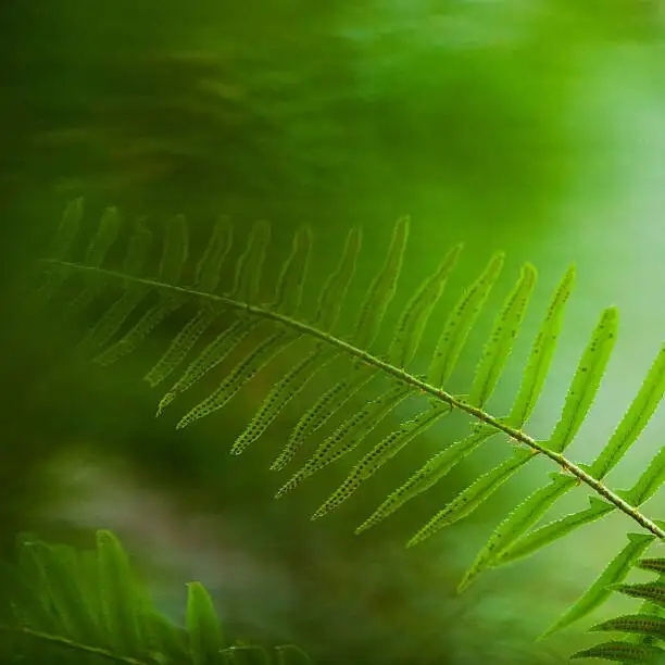 fern sori underside macro