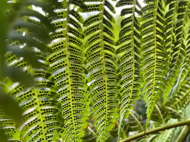 fern sporangium annulus releasing