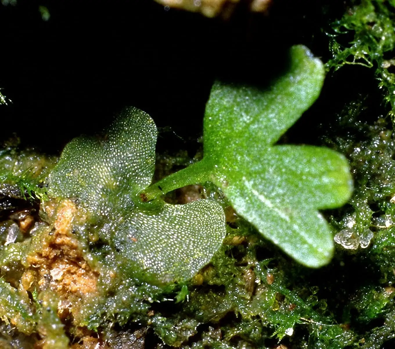 fern heart-shaped prothallus close-up