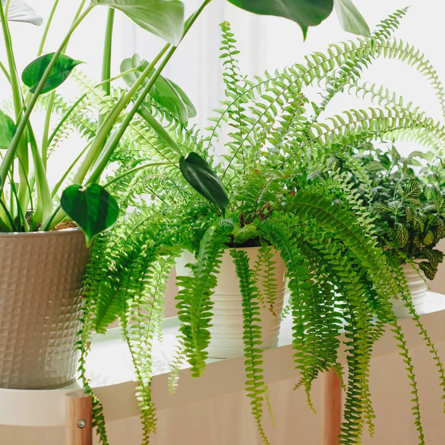indoor fern windowsill humidifier