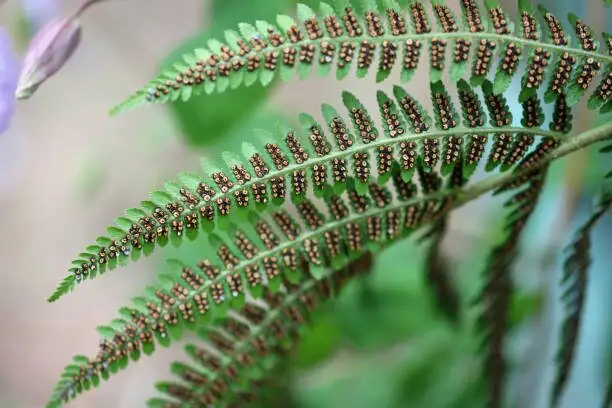 fern frond sori underside macro