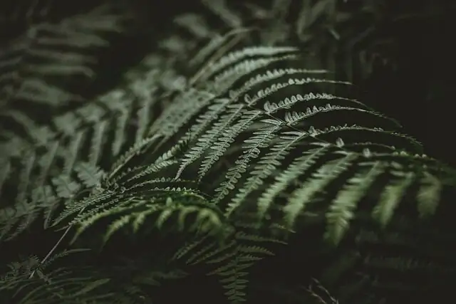 fern division hands rhizome roots