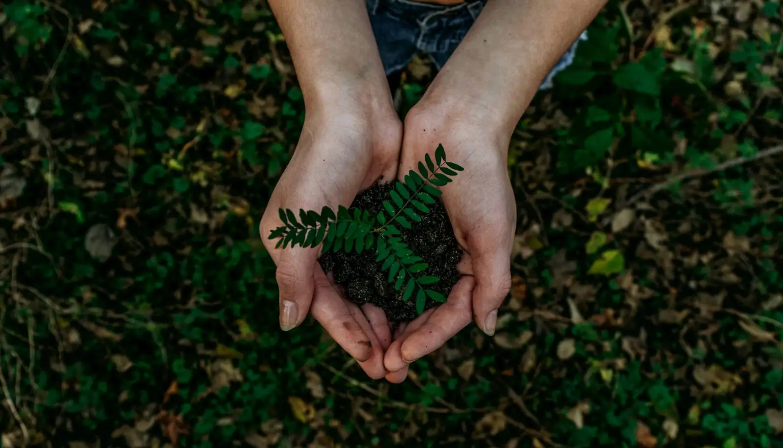 fern repotting hands soil