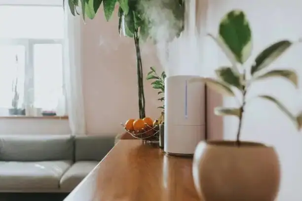indoor fern humidifier window