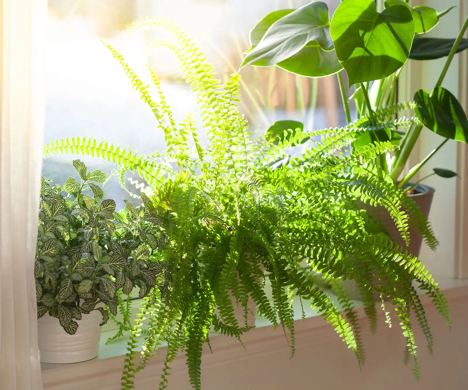 indoor fern winter window curtain