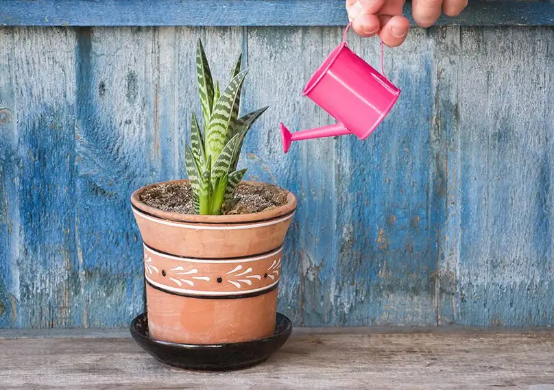 succulent watering thorough soak