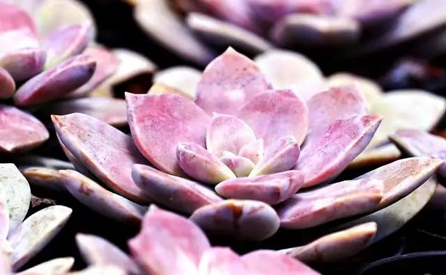 succulent gritty soil mix close up