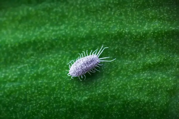 succulent mealybugs alcohol swab