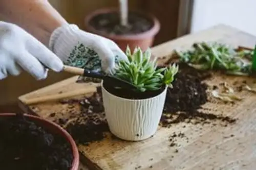 succulent roots washing sink