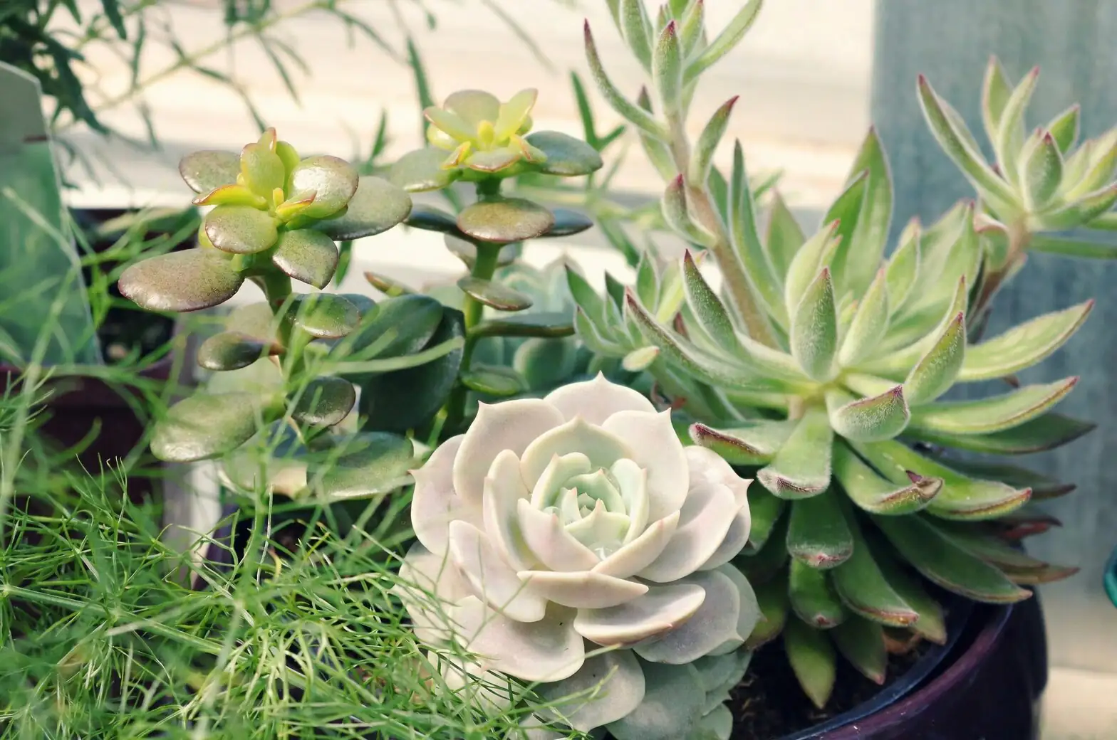 succulent gritty soil mix repotting