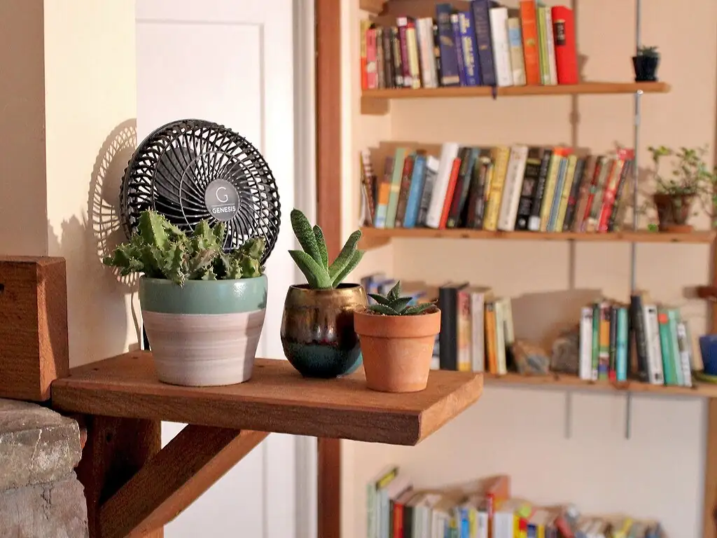 succulent windowsill bright light fan