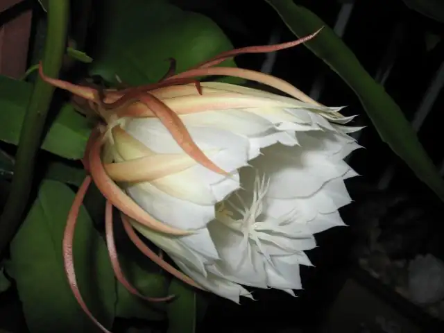 epiphyllum oxypetalum night bloom close-up