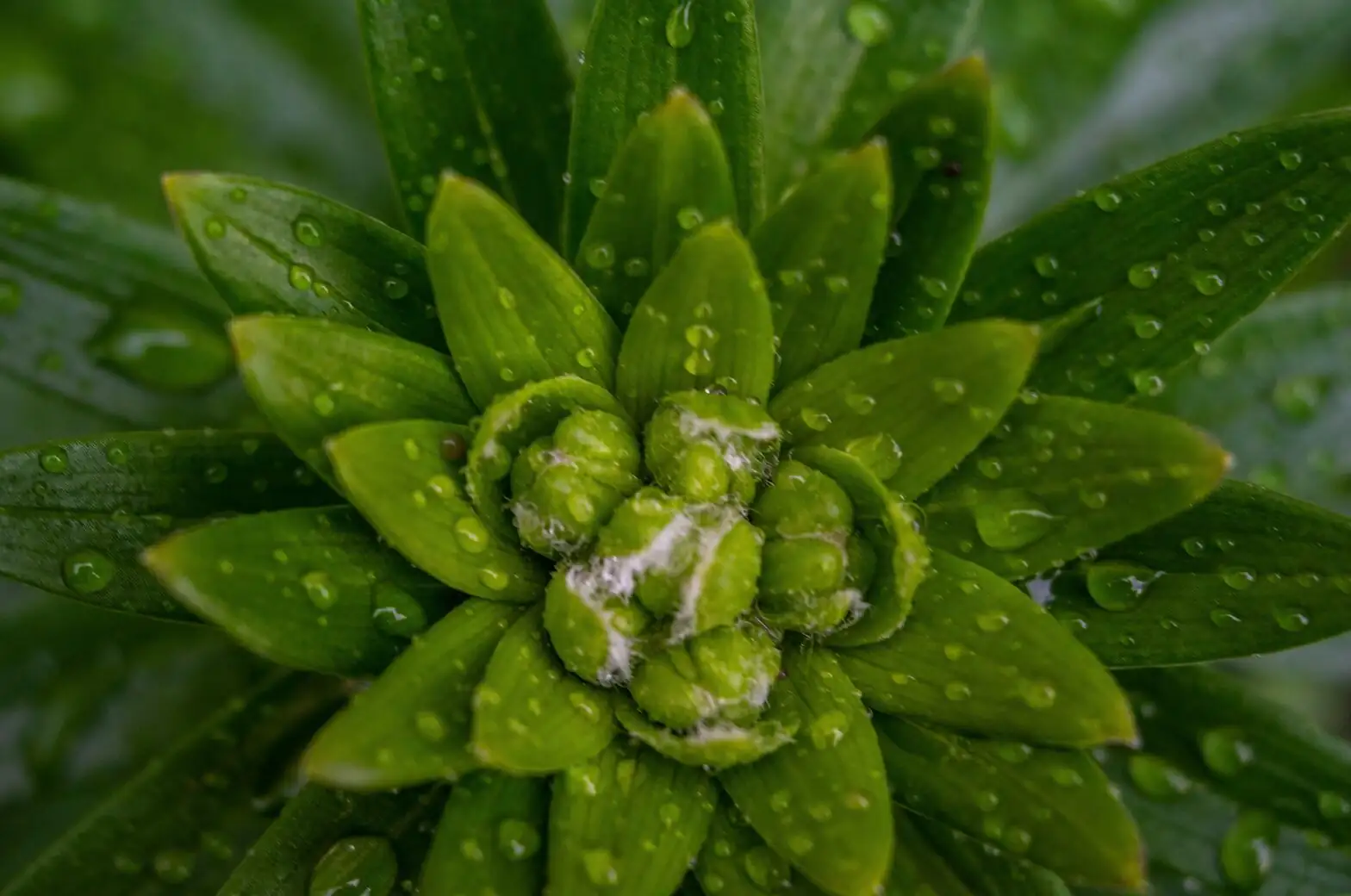 多肉也有花语？追根溯源：从维多利亚花语到中文“治愈系”象征与风水意义