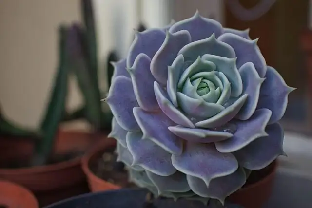 succulent rosette close-up