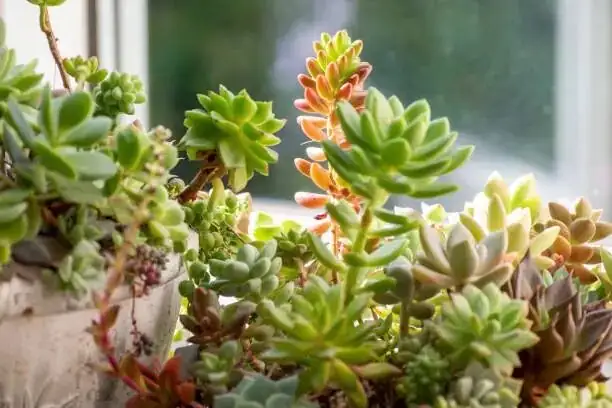succulent on sunny windowsill