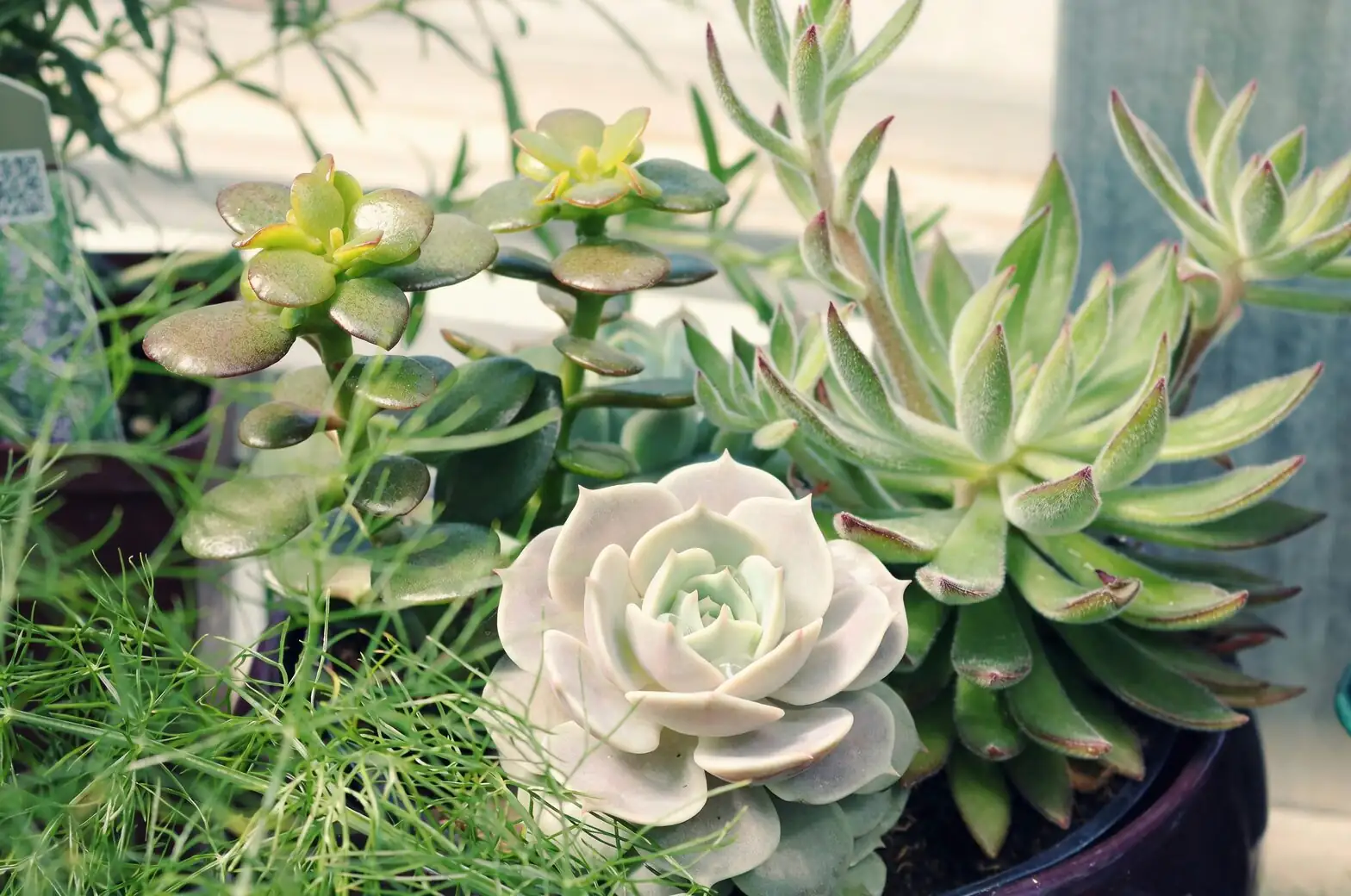 succulent arrangement with cactus mix