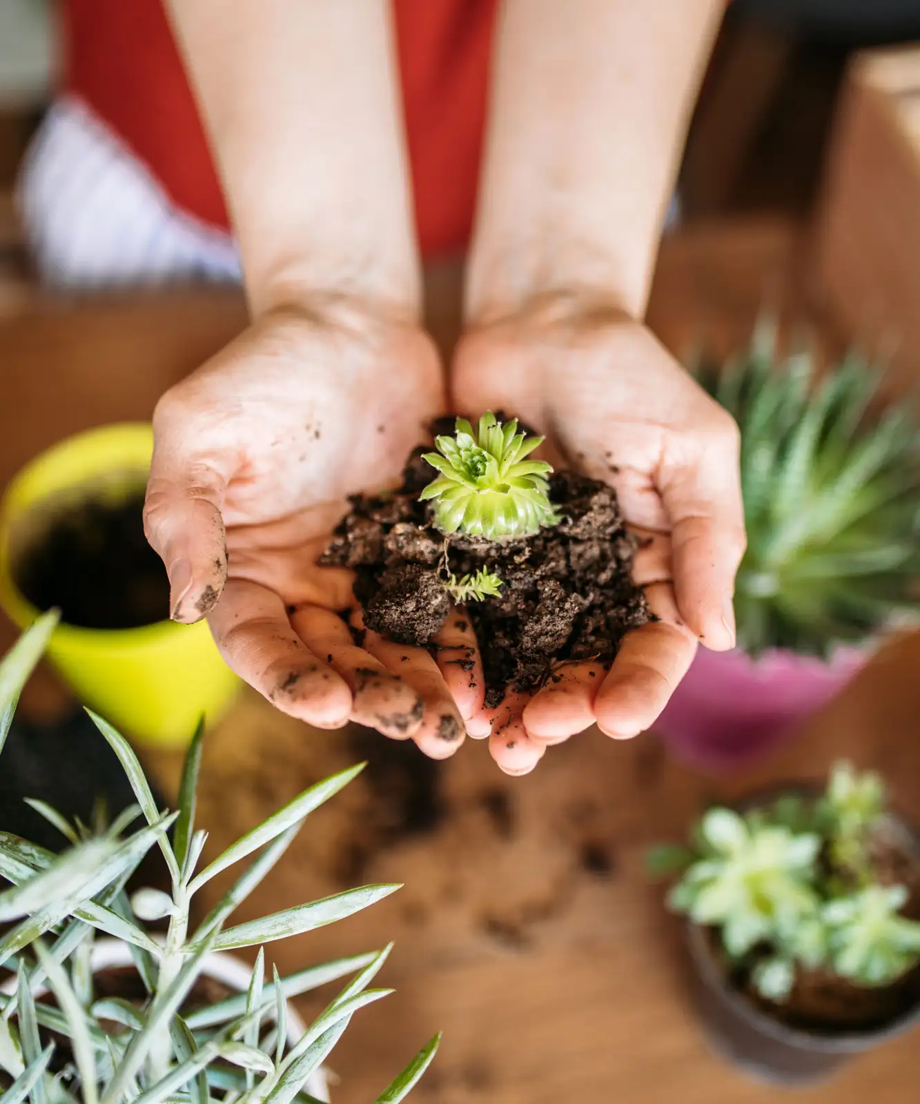 repotting succulents gritty soil hands