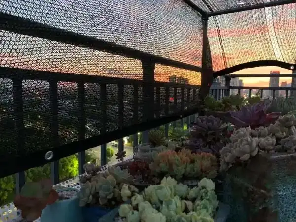 succulents shade net summer balcony